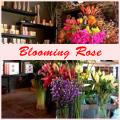 Blooming Rose