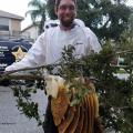 Bee Removal West Palm