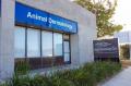 Animal Dermatology Clinic