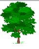 Garden City Tree Services