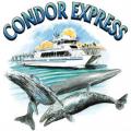 Condor Express Whale Watching