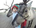 Reindeer Hire