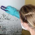 Water Mold & Fire Daytona Beach