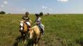 Horse Boarding Waxahachie