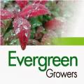 Evergreen Growers