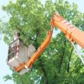 Axmen Tree Service