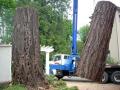 P And D Tree Service