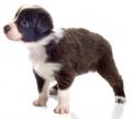 TheAustralianShepherd