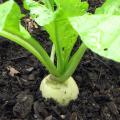 Chicory Hickory Dock: Vegetable Gardens