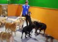 24 Hour Dog Daycare