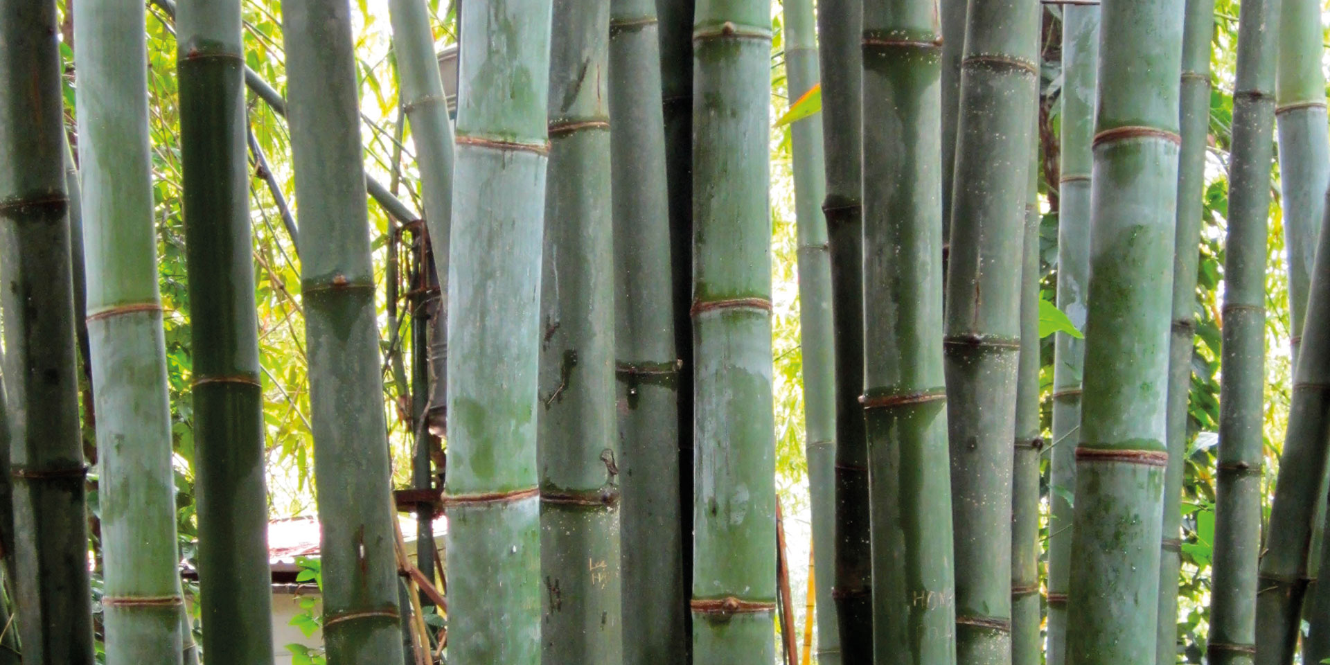 EcoPlanet Bamboo