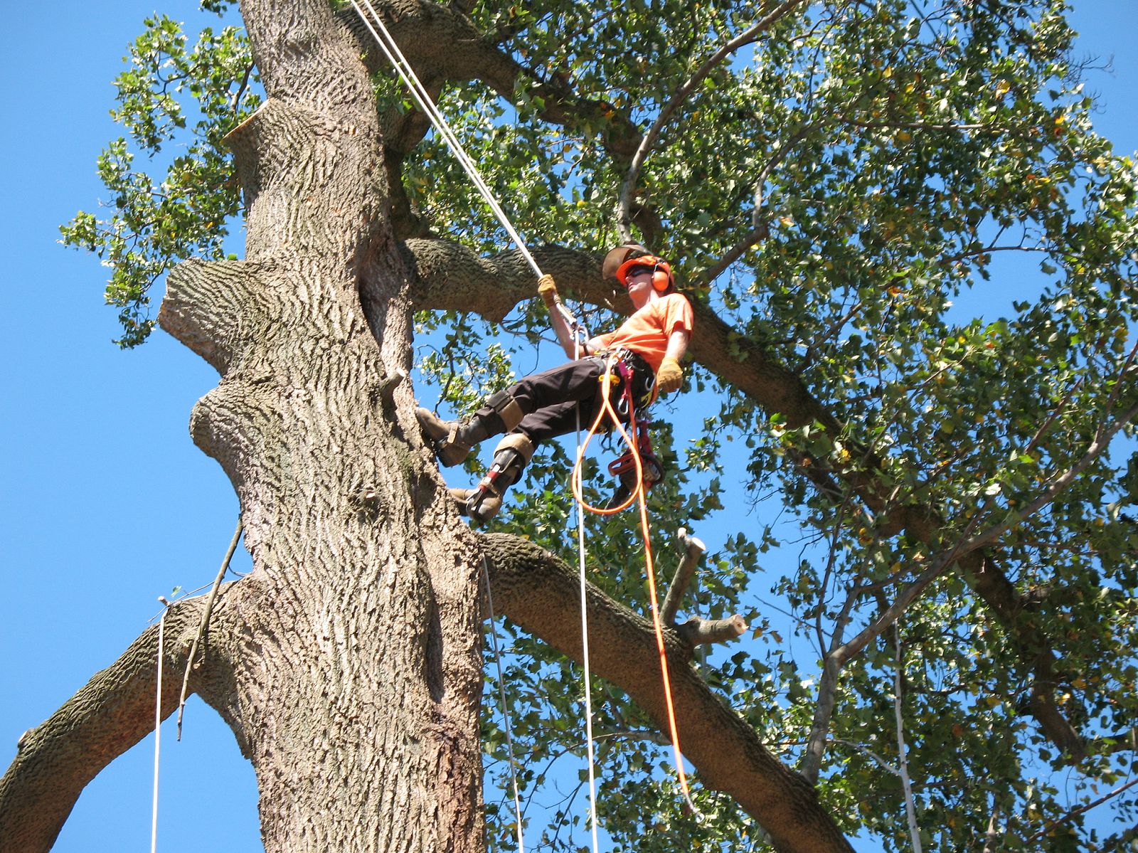 La S Quality Tree Service