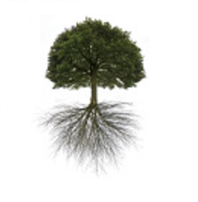 Arelica Tree Service Waterford