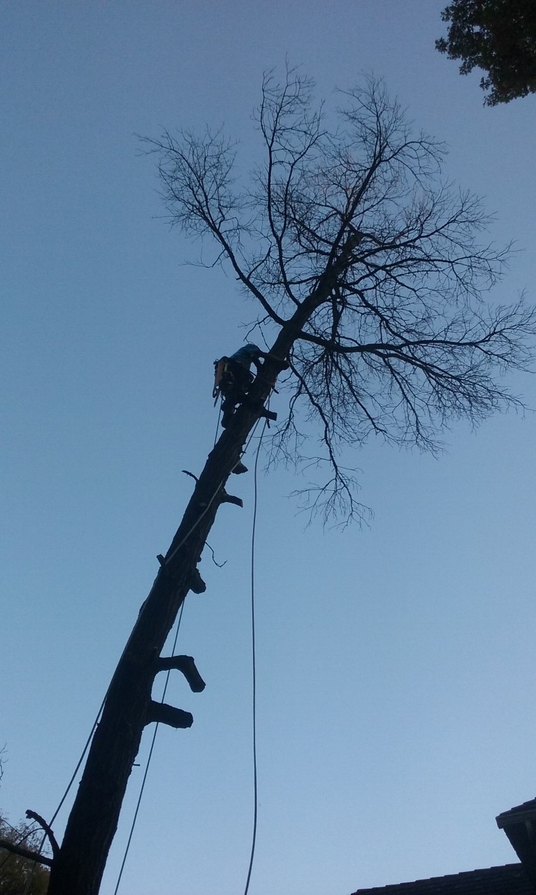Golden Oak Tree Service