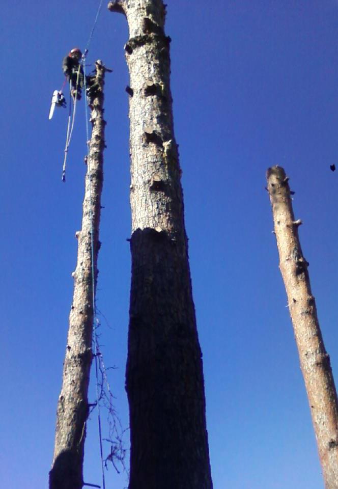 Sunset Mountain Tree Trimming and Removal Service