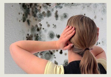 Mold Removal Miami LLC