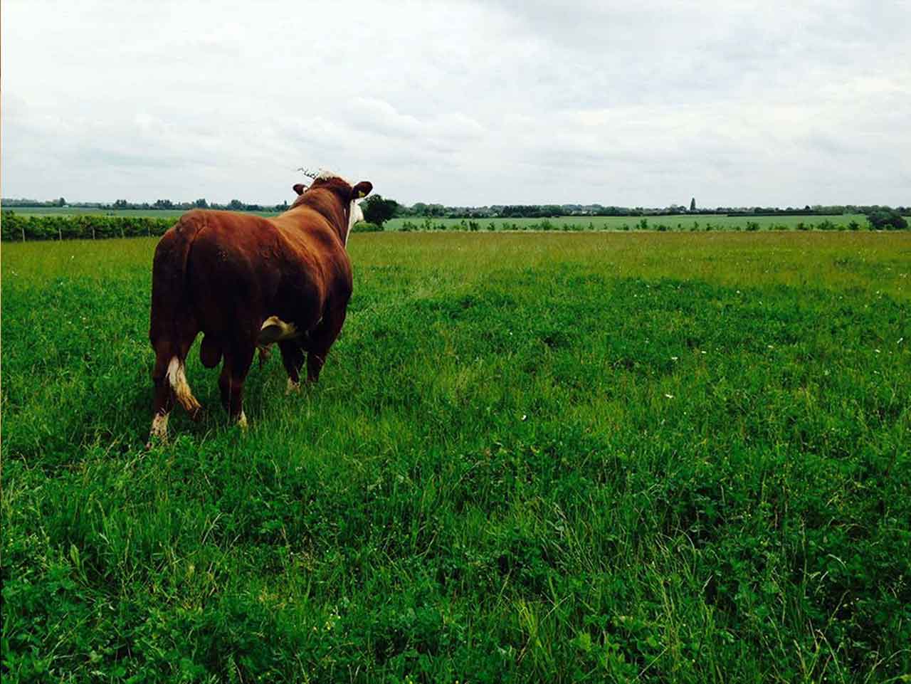Fabb Herd Polled Herefords
