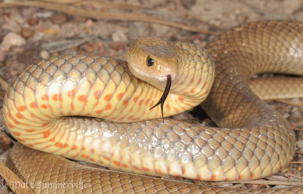 Brisbane Snake Catchers 