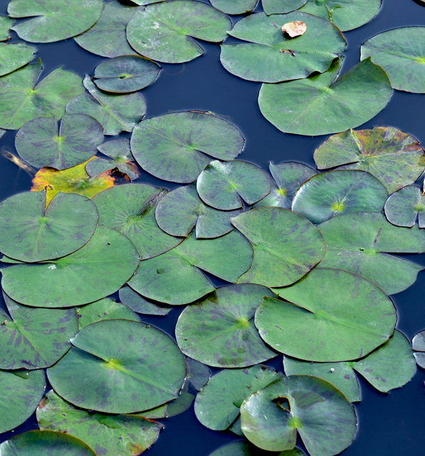 Living Waters Pond Supplies