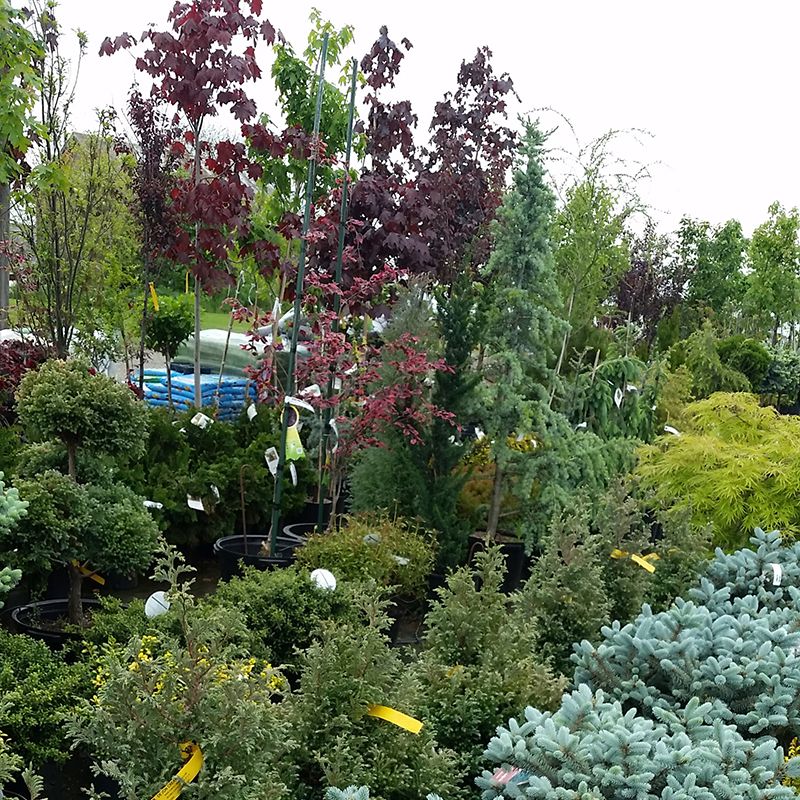 Shady Lane Nursery & Greenhouses