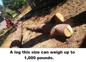 All Pro Tree Service