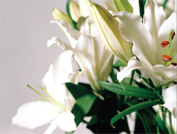 The Big Bunch – Flowers in Melbourne