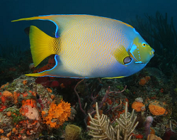 Loggerhead Enterprises