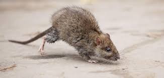 AAA Abco Termite & Pest Control Inc.