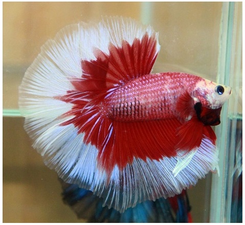 BETTA FISH STORE BETTA FISH FOR SALE