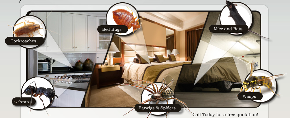 Same Day Pest Control