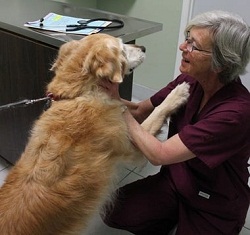 Northwood Animal Hospital