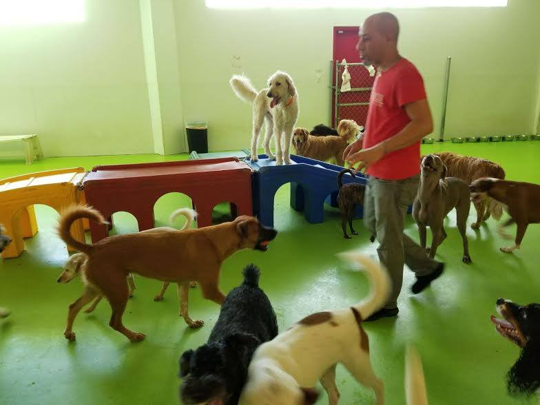 Waggle Bros Pet Resort & Spa