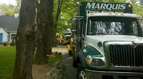 Marquis Tree Service