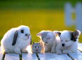 Love Your Pets Animal Care