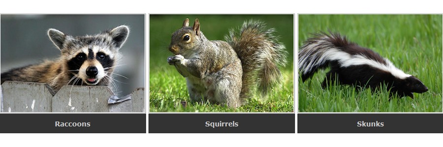 All-Pest Control Services Inc