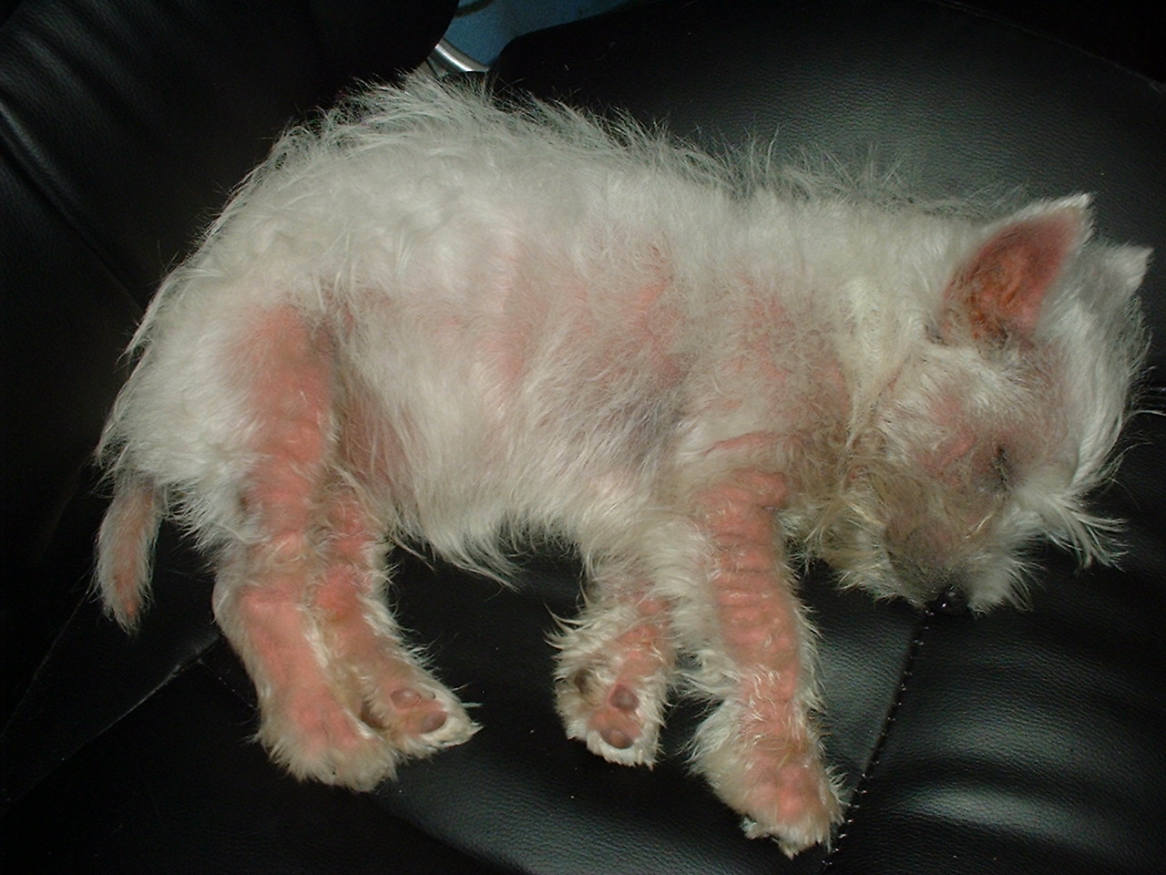 Dog About Town Pet Hotel