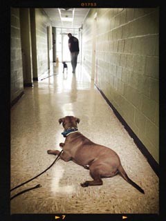 Topline K9 Solutions