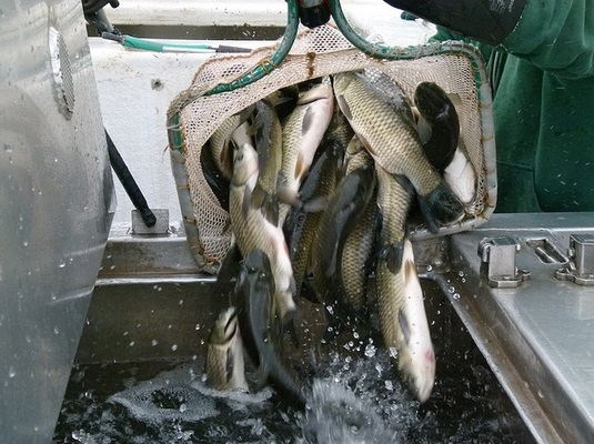 Platinum Lake Management