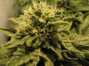 Sensi Seeds BV