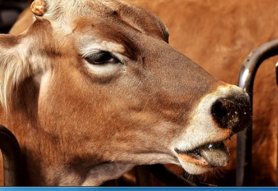 All Creatures Animal Care