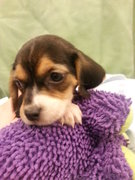 Petland Strongsville