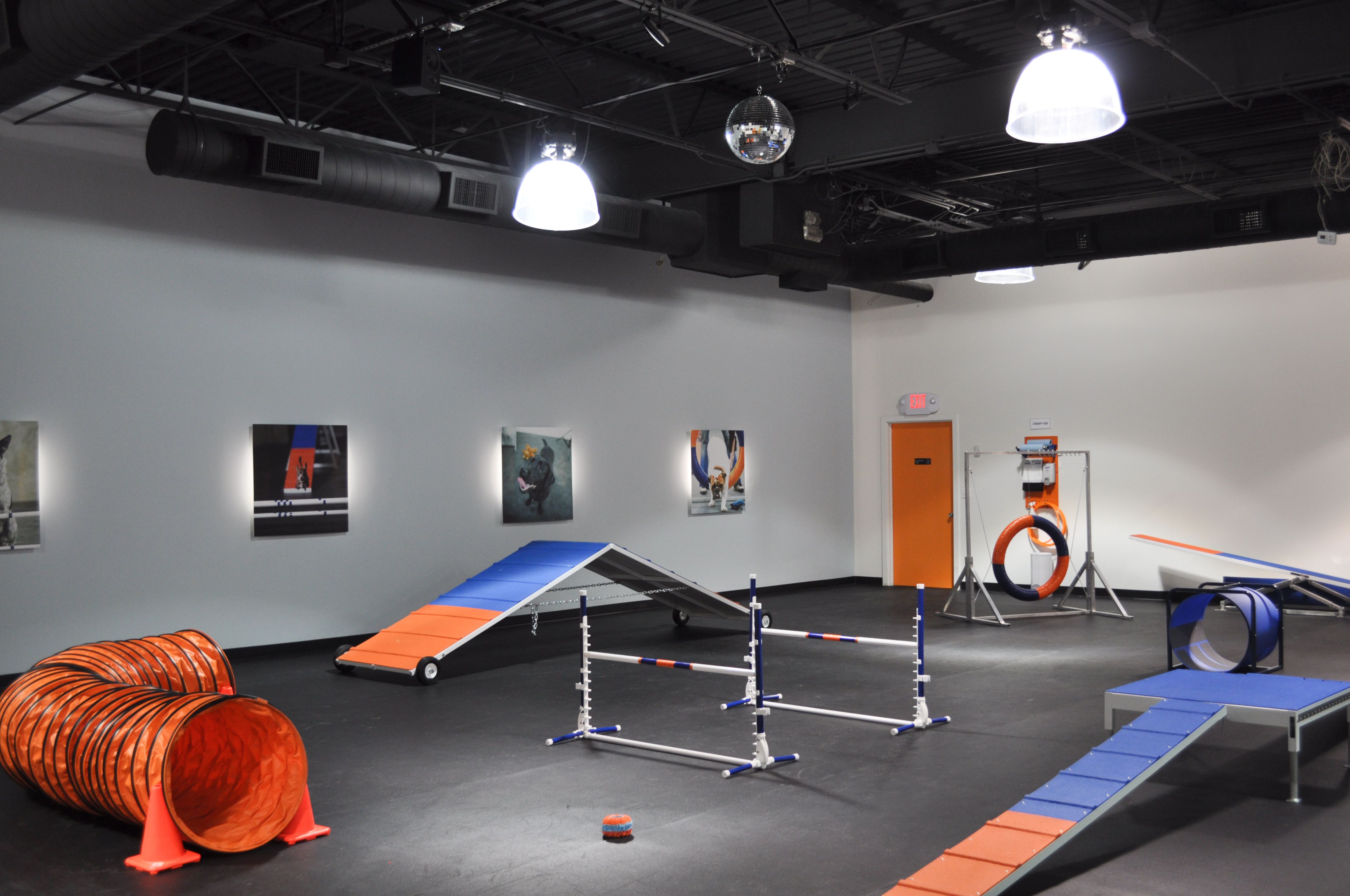 Zoom Room Dog Training