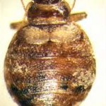 Absolute Best Quality Pest Control of Mission Viejo