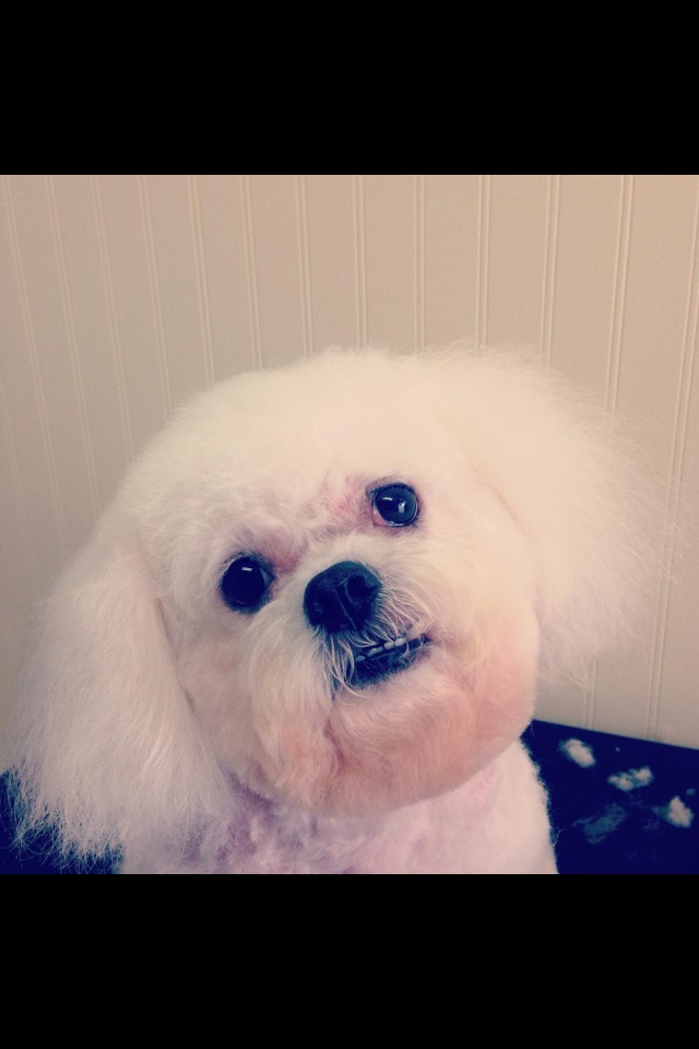 Heathers Grooming Salon